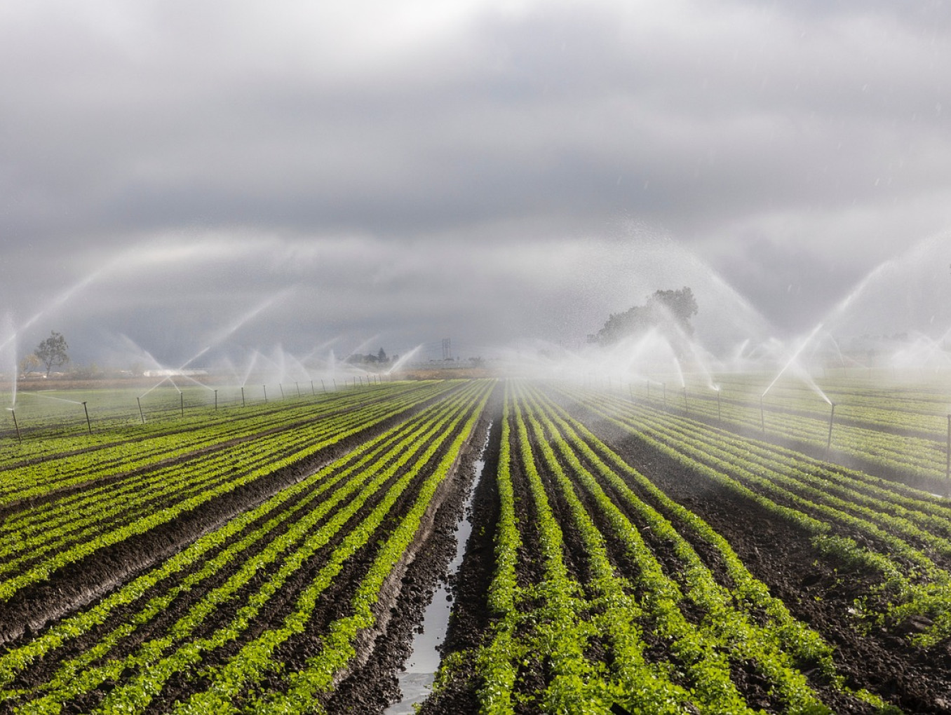 Water and Food Security