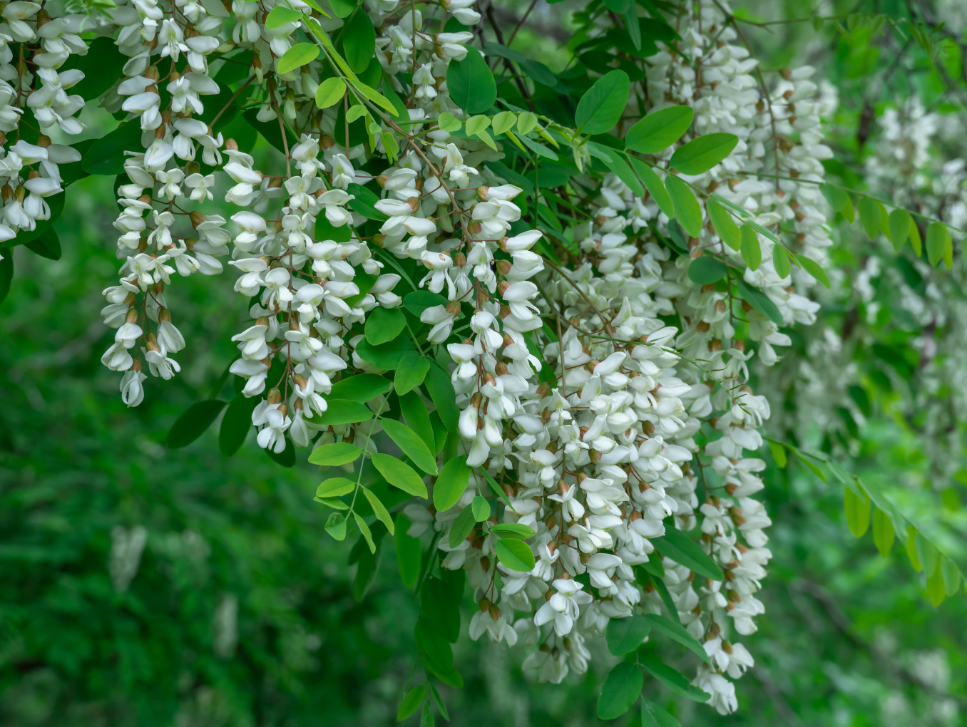 Robinia Pseudoacacia