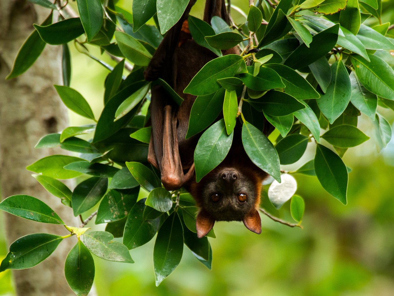 a picture of a fruit bat in a tree