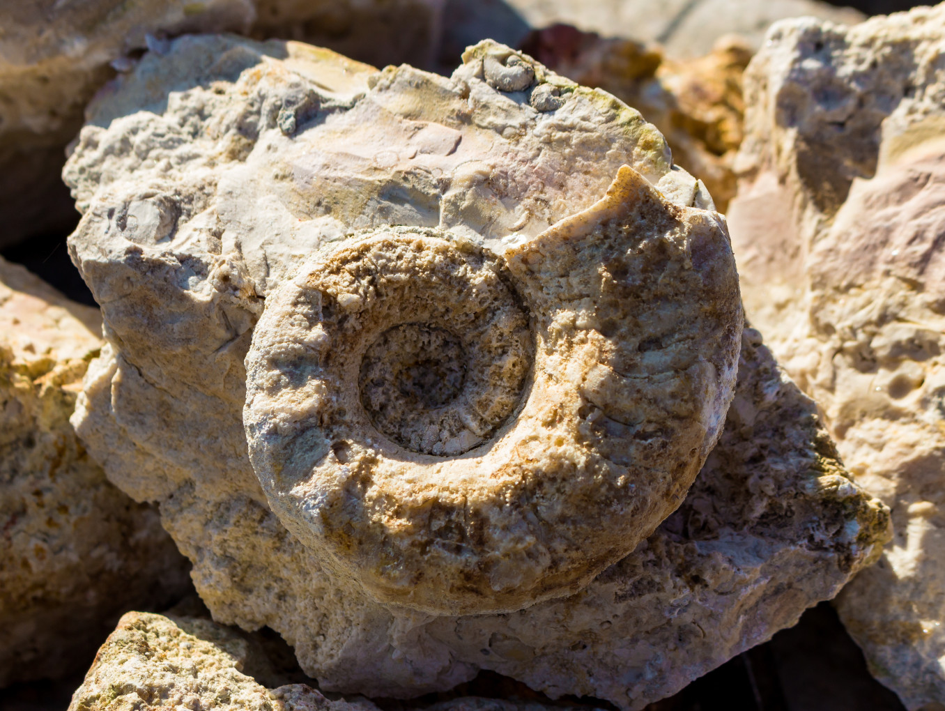 A picture of a nautiloid fossil