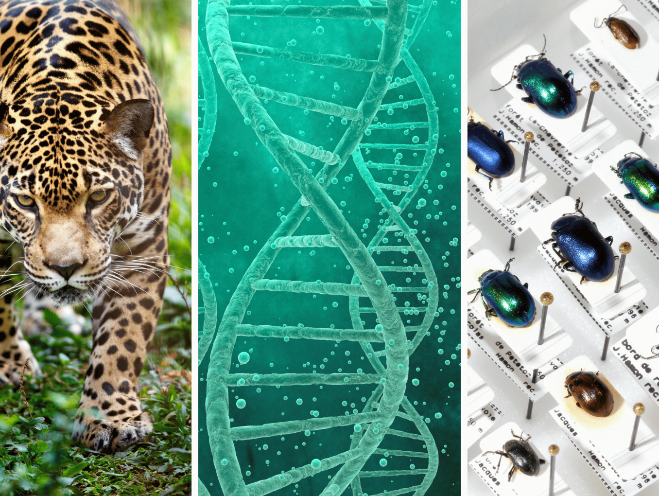 Images of sloth, jaguar, DNA, beetles' collection, tropical florest
