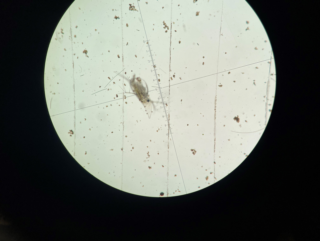 zzoplankton under the microscope