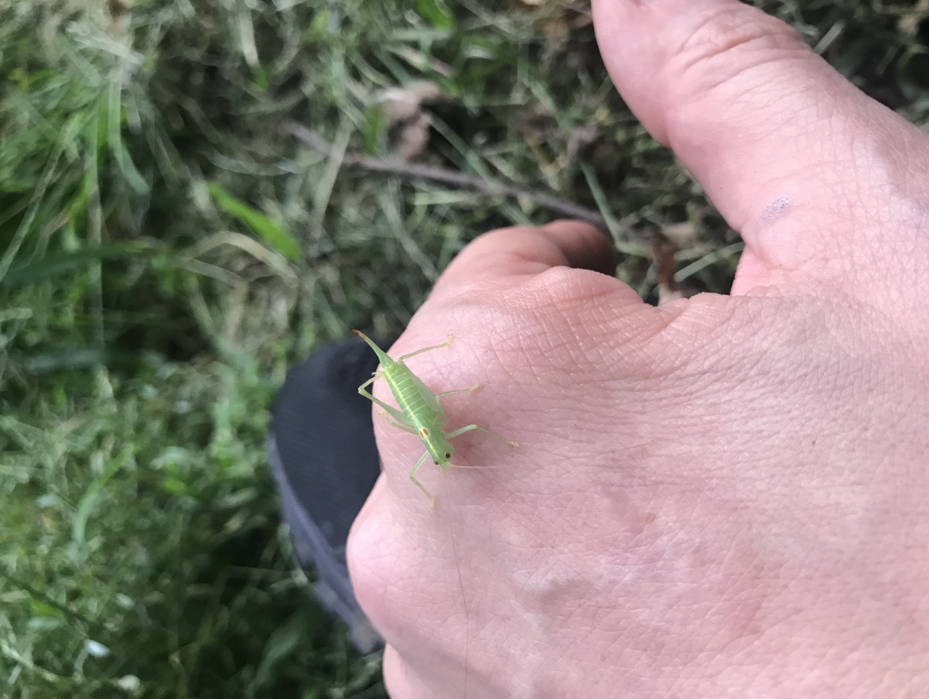  Handrücken im Grass mit einer adulten südlichen Eichenschrecke  (Meconema meridionale) ( Berlin - Grünau)