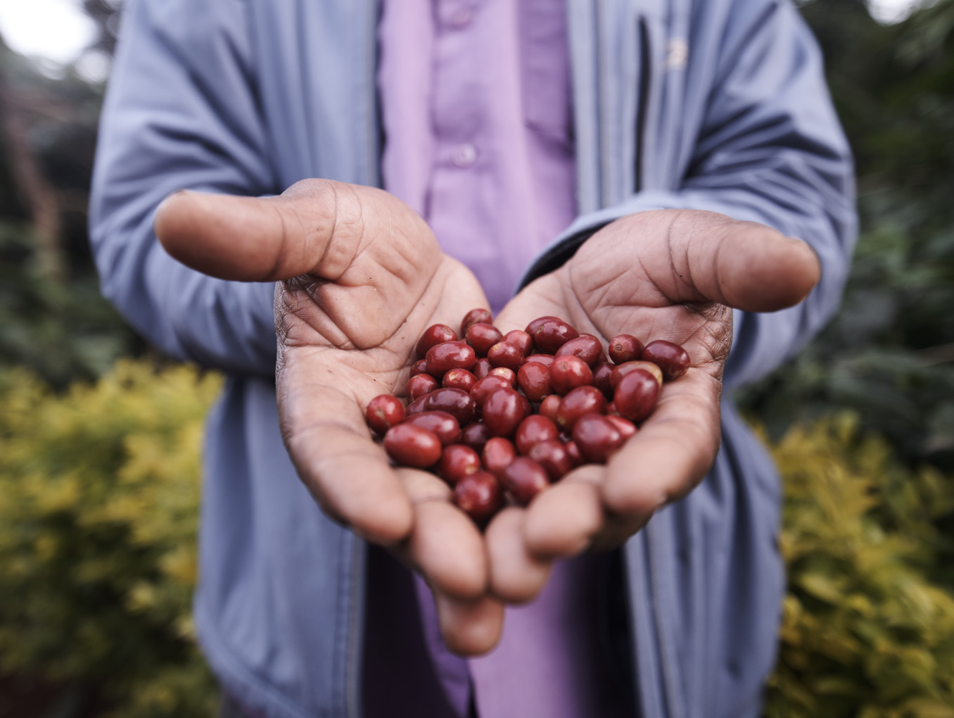A person reaching out their hands with coffee before roasting