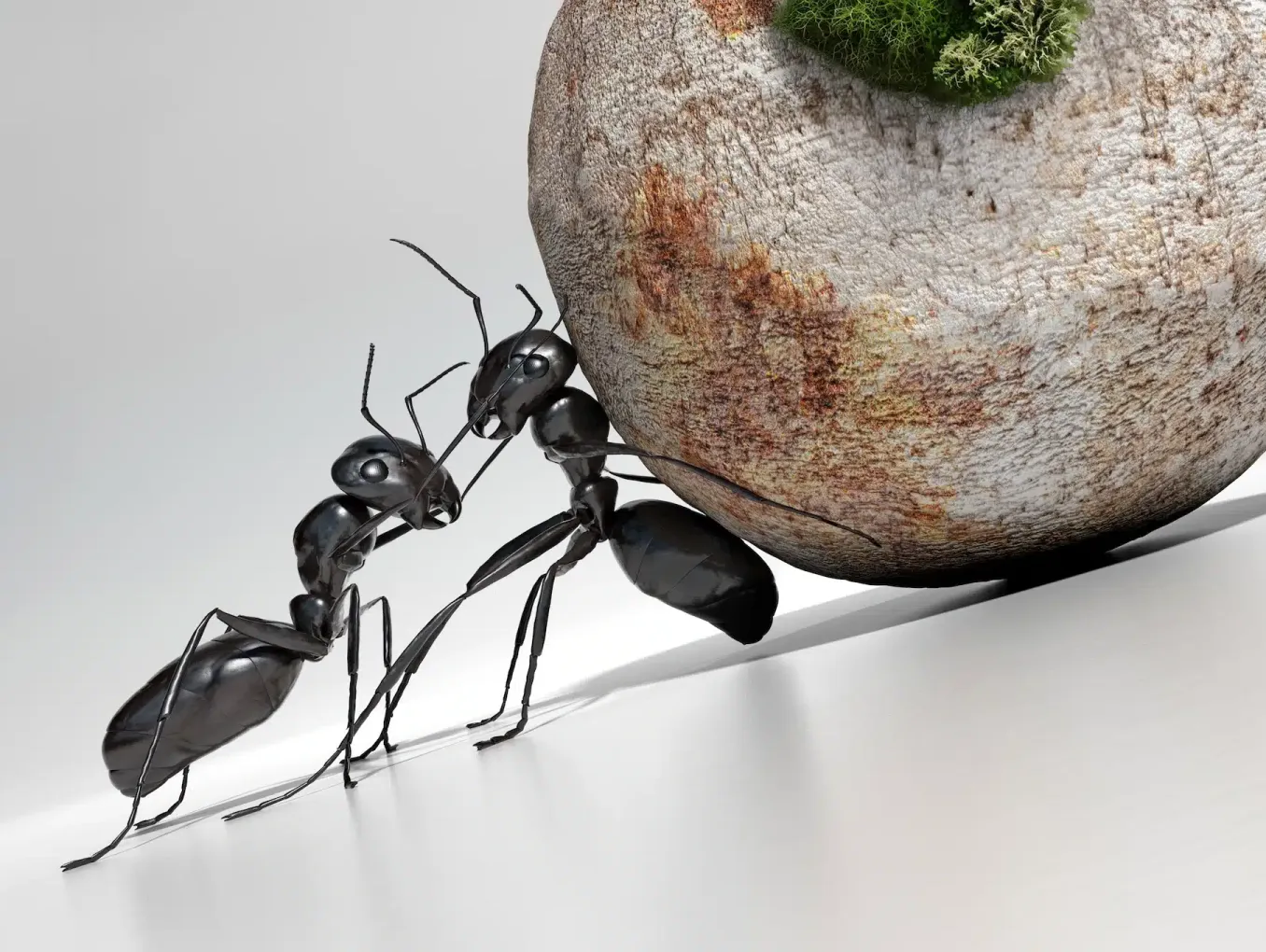 Two ants pushing a rock. 
