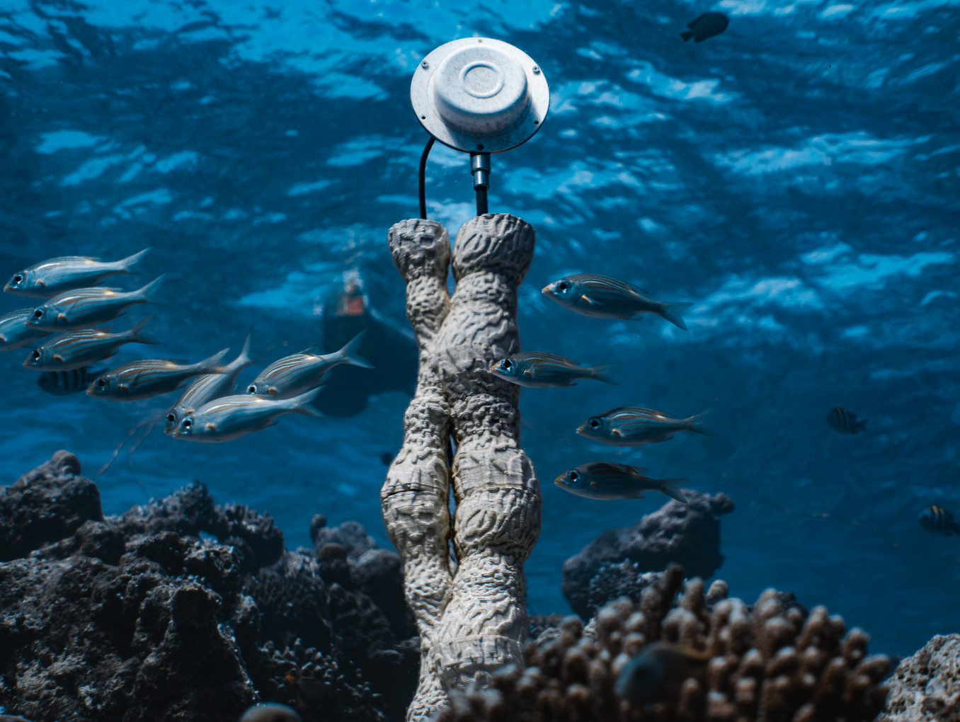 Underwater Sculputure