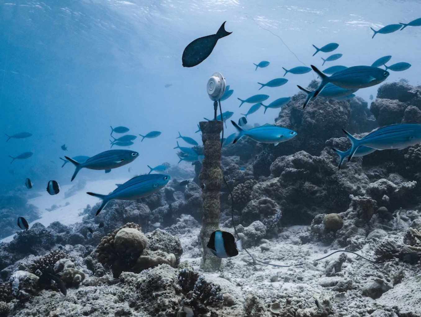 Sound Sculptures under water