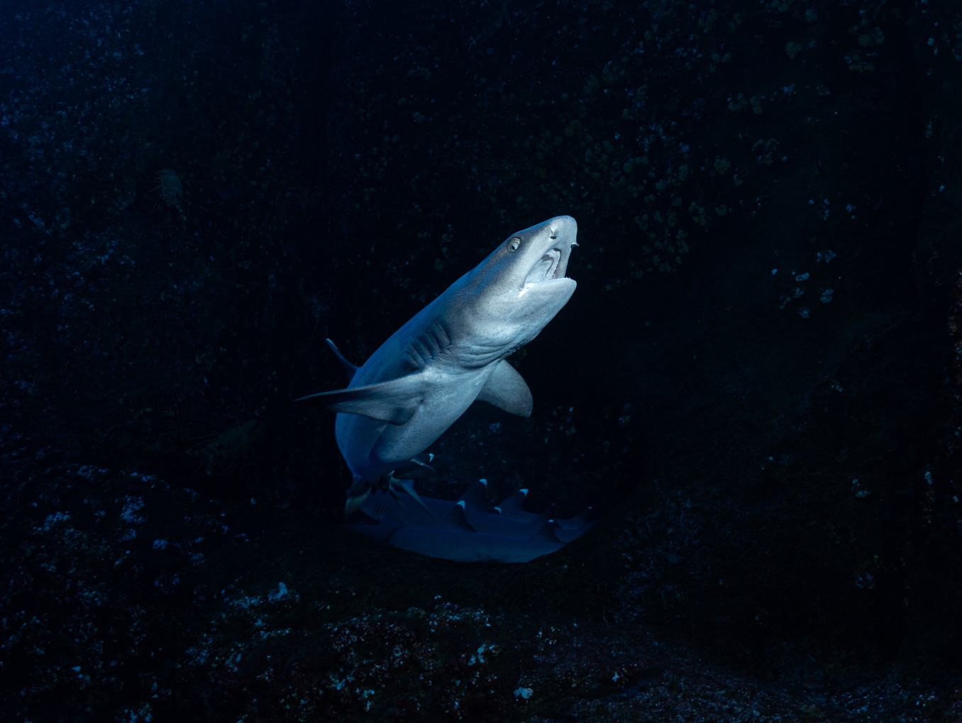 Reef Shark