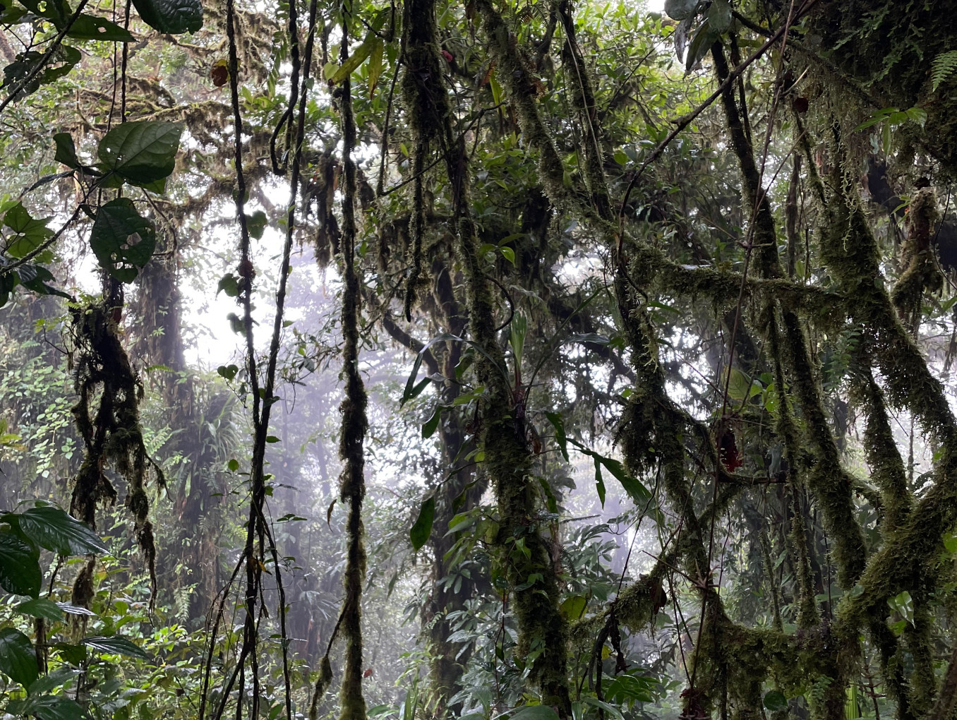 picture of the jungle.