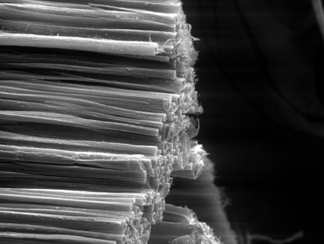 The photo shows fibers of delignified walnut wood through an electron scanning microscope