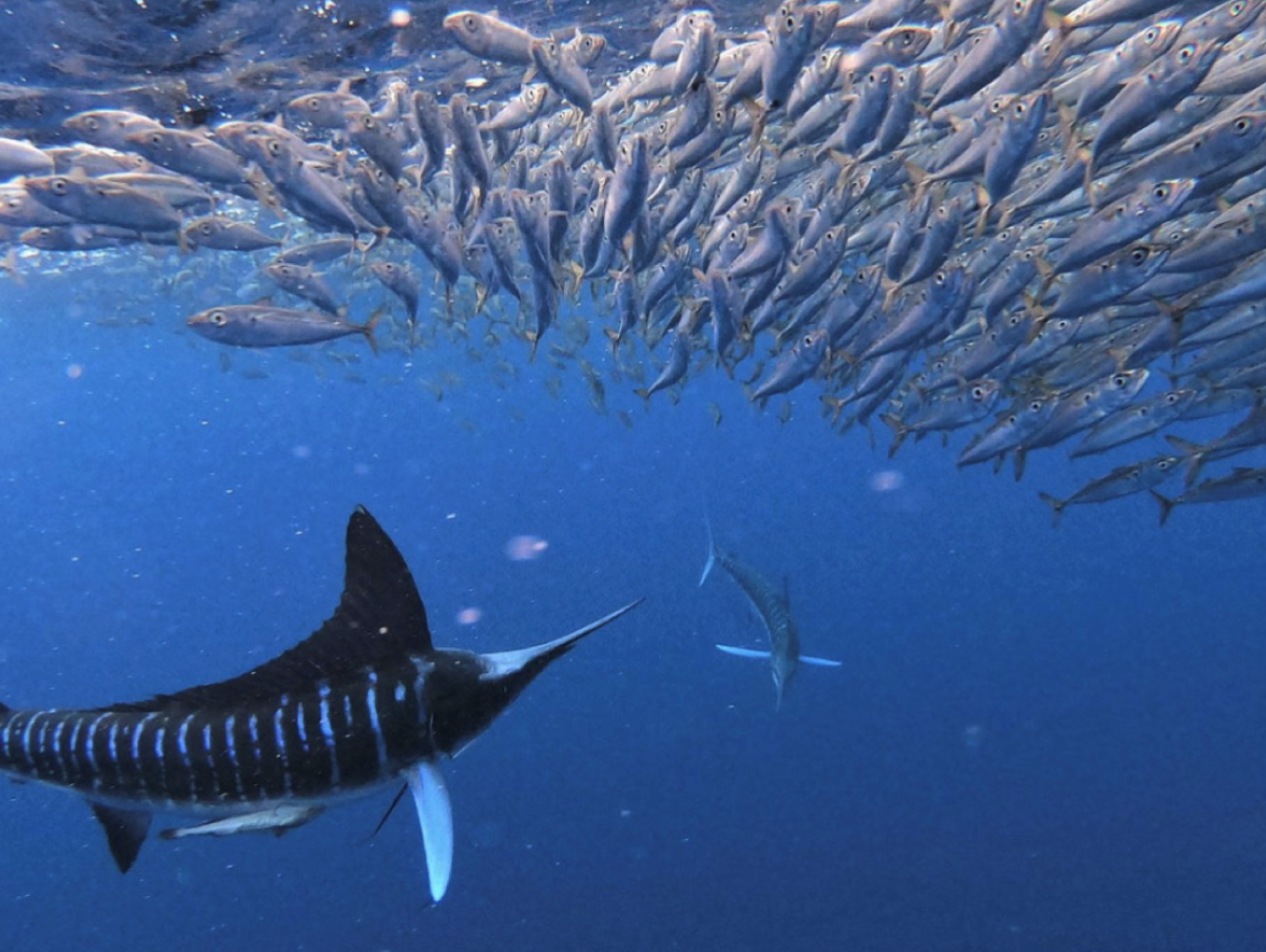 A marlin, ready to attack a school of sardines