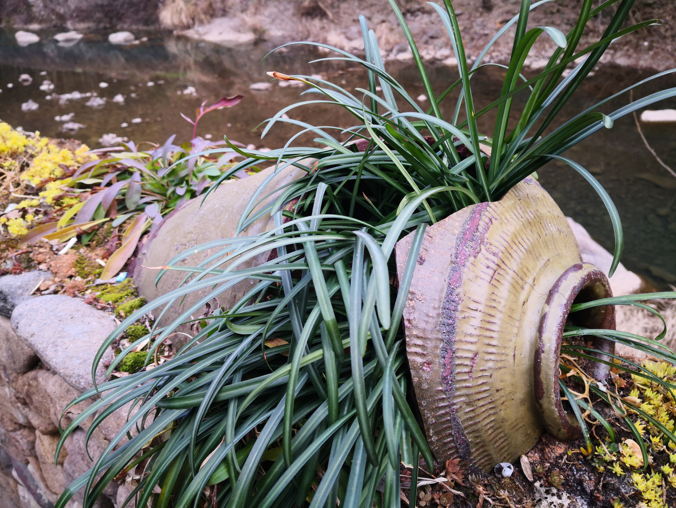 Plants overflowing from a broken ceramic pot by a stream
