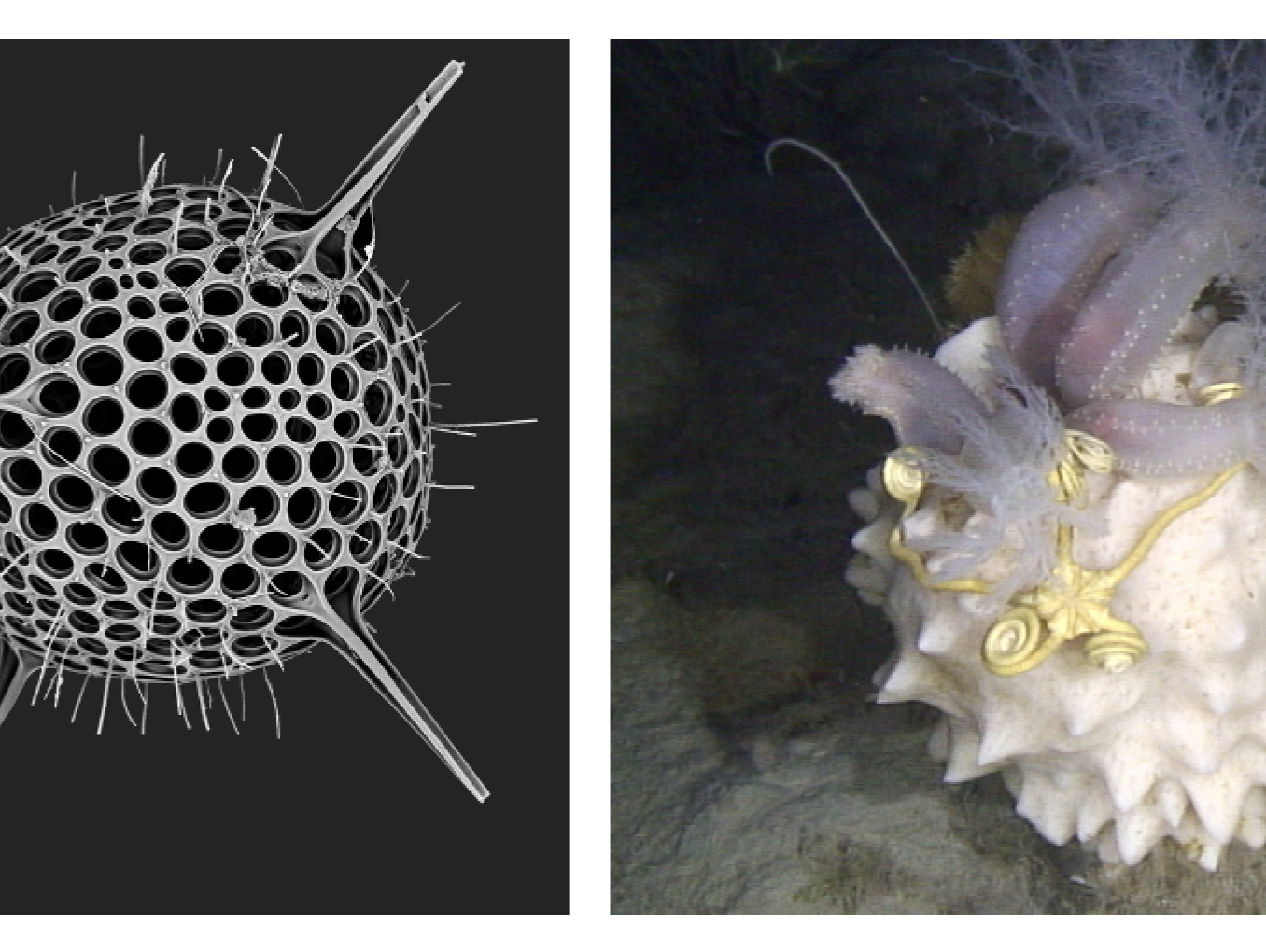 Marine organisms are beautiful, fantastic experts in lightweight construction