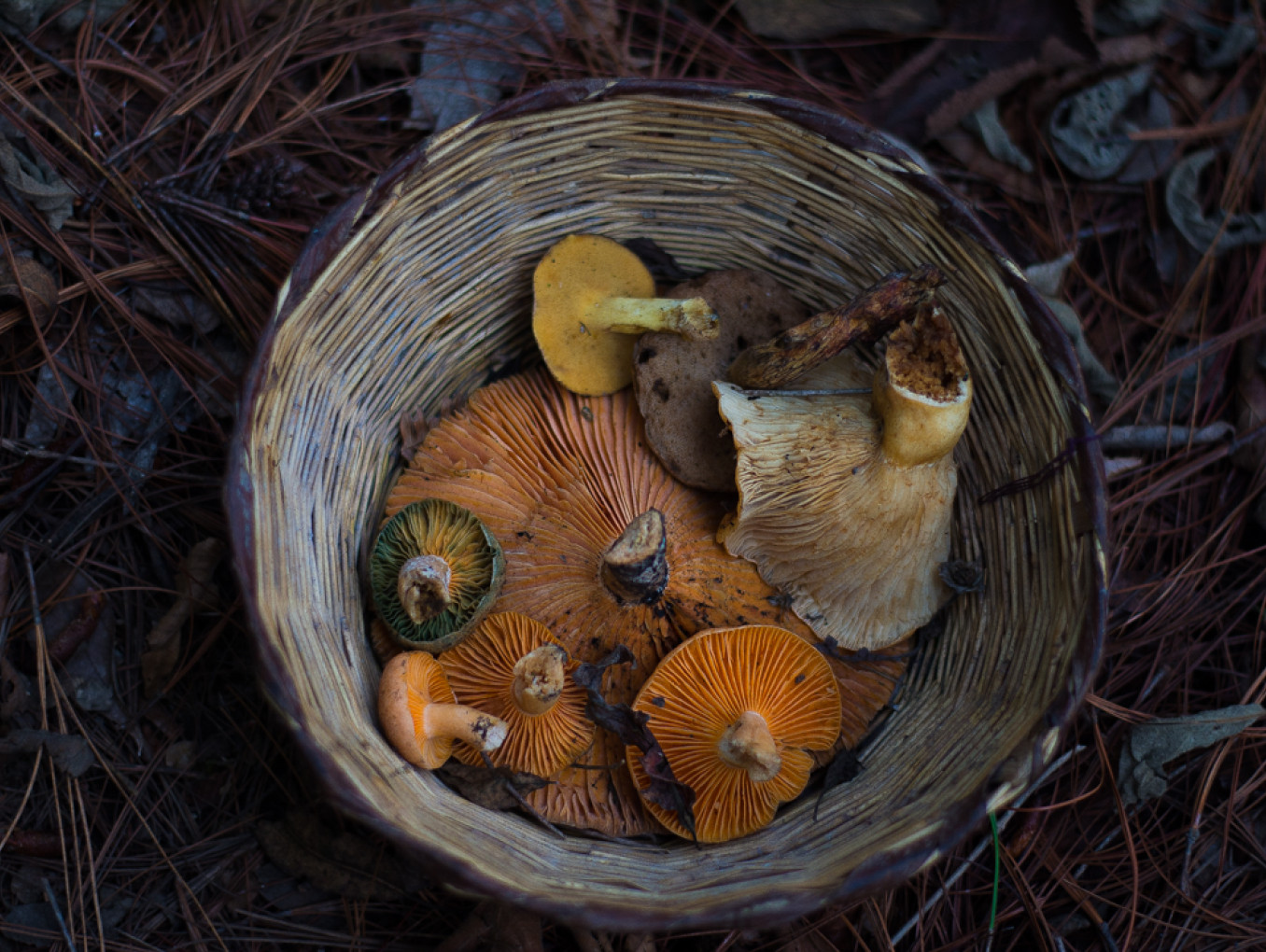 Basket with collected mushrooms 