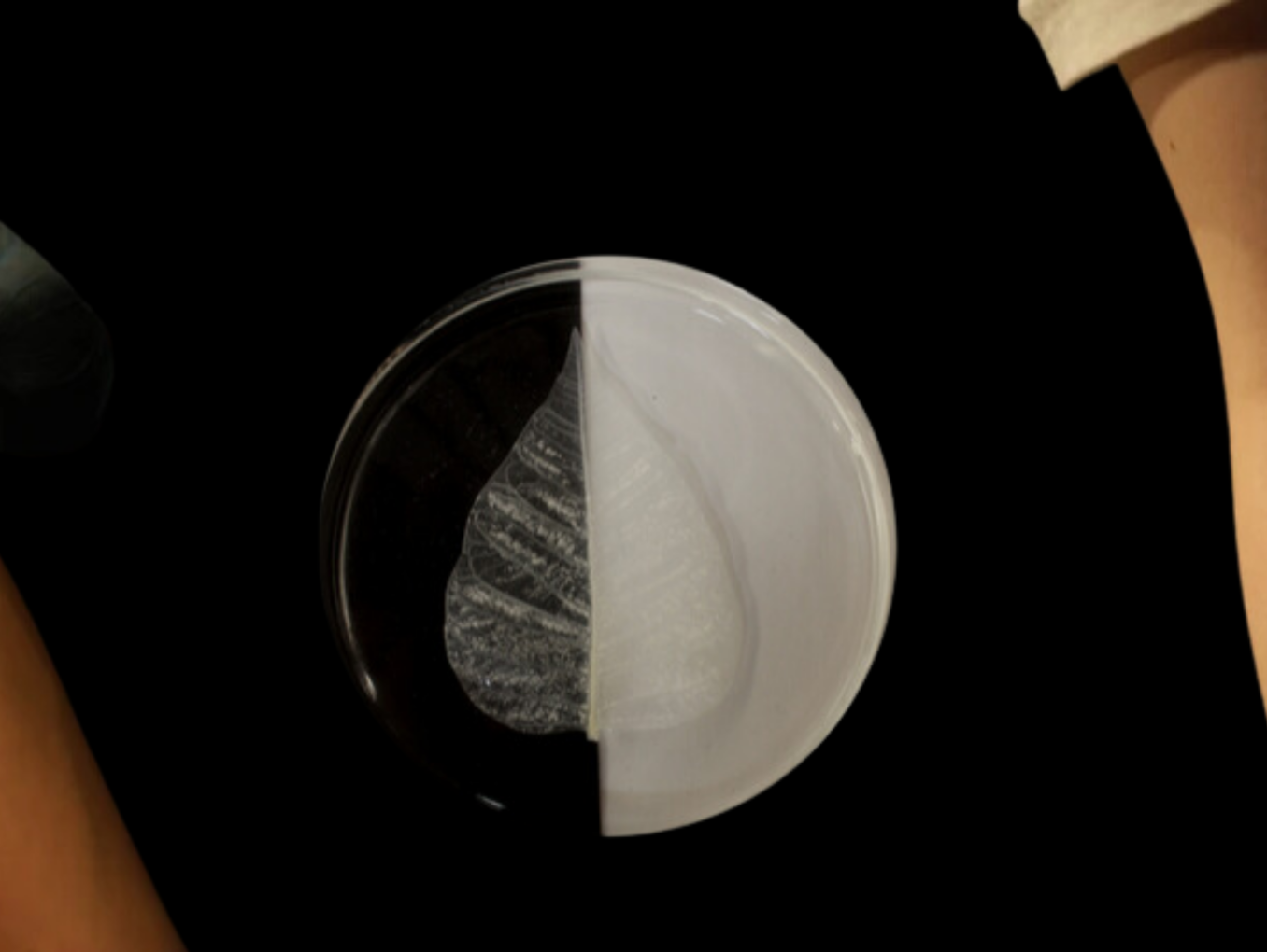 Becoming Plant Artwork- Laura Rodriguez