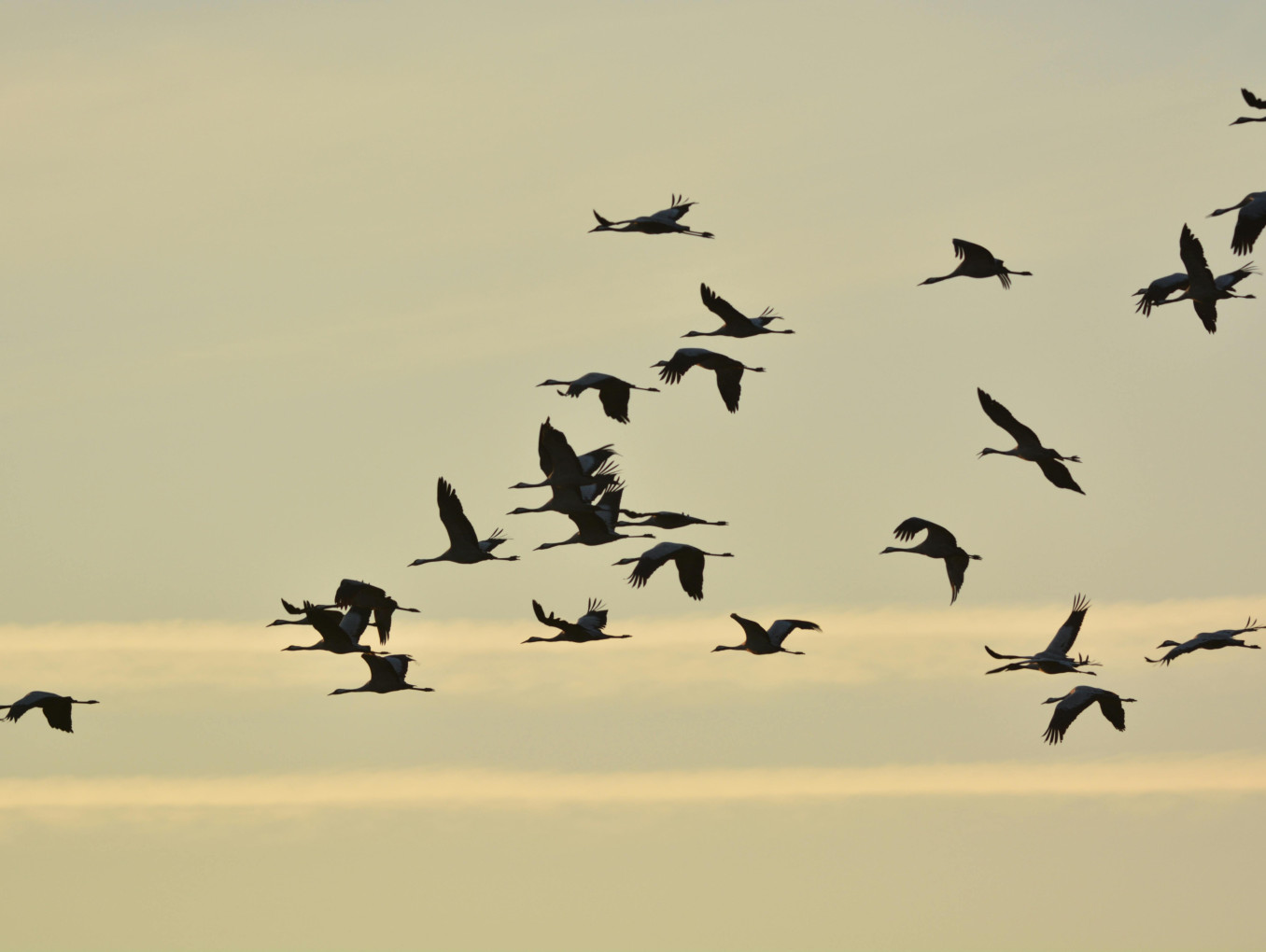 Birds flying in sychrony