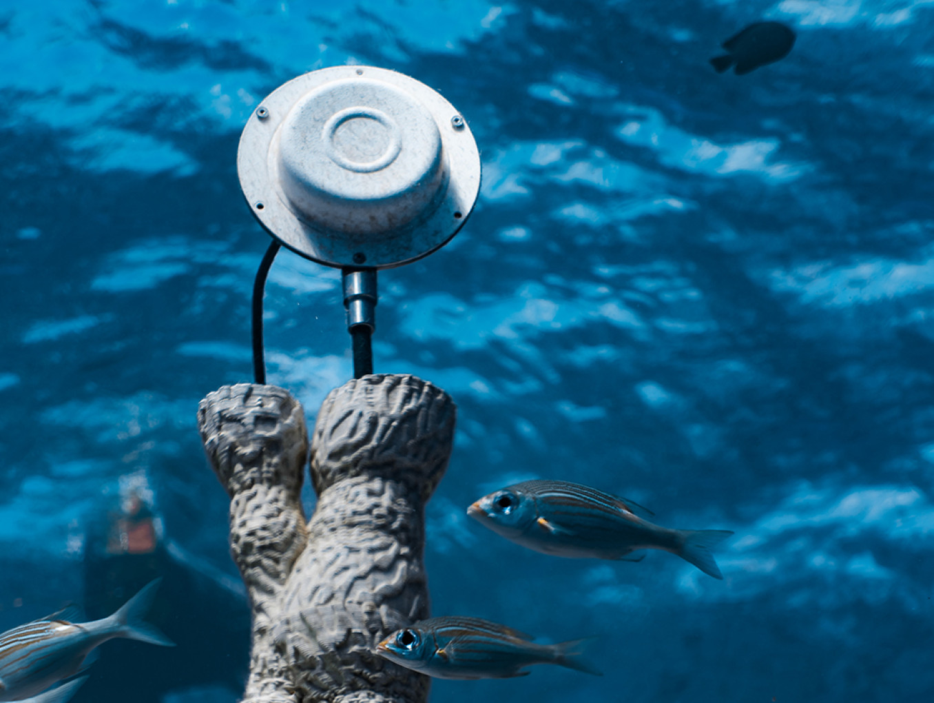 Coral Sonic Resilience