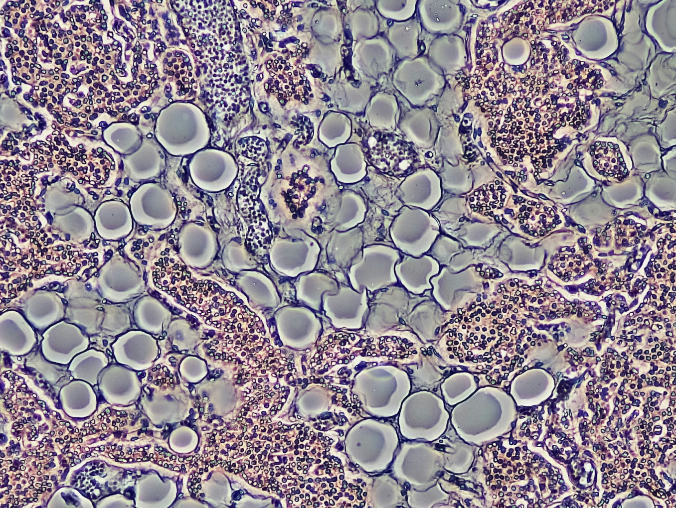 Multicoloured image of cells under a microscope