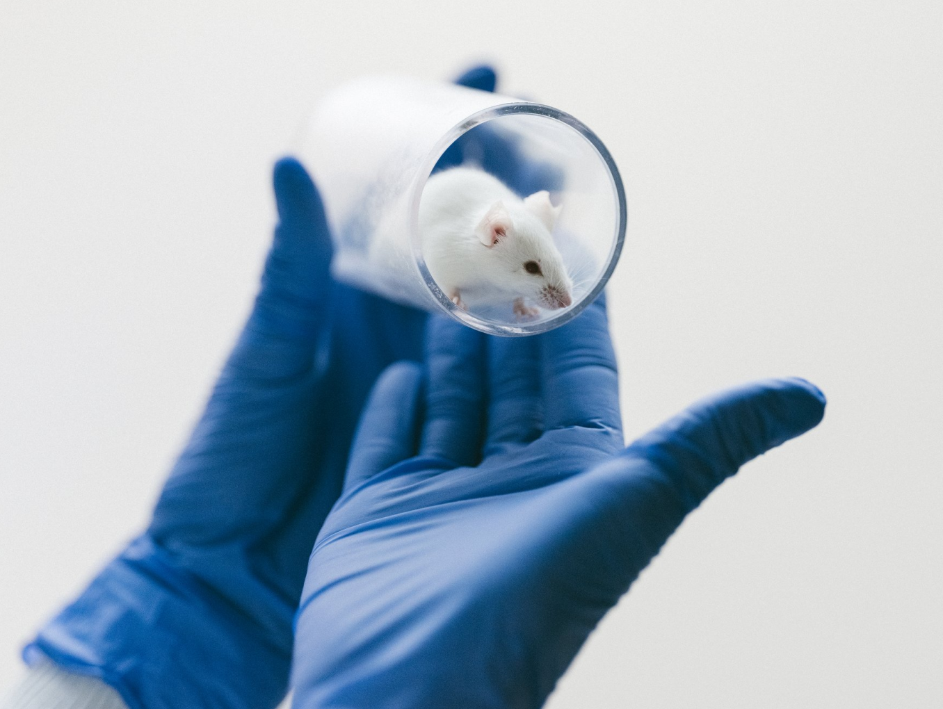 A laboratory mouse in a glass container, held by two hands wearing blue gloves.