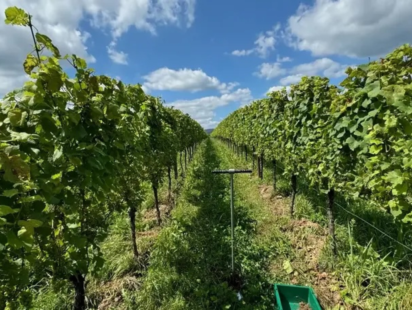 Weinrebe in der Pfalz, mittig: ein Bodenbohrer