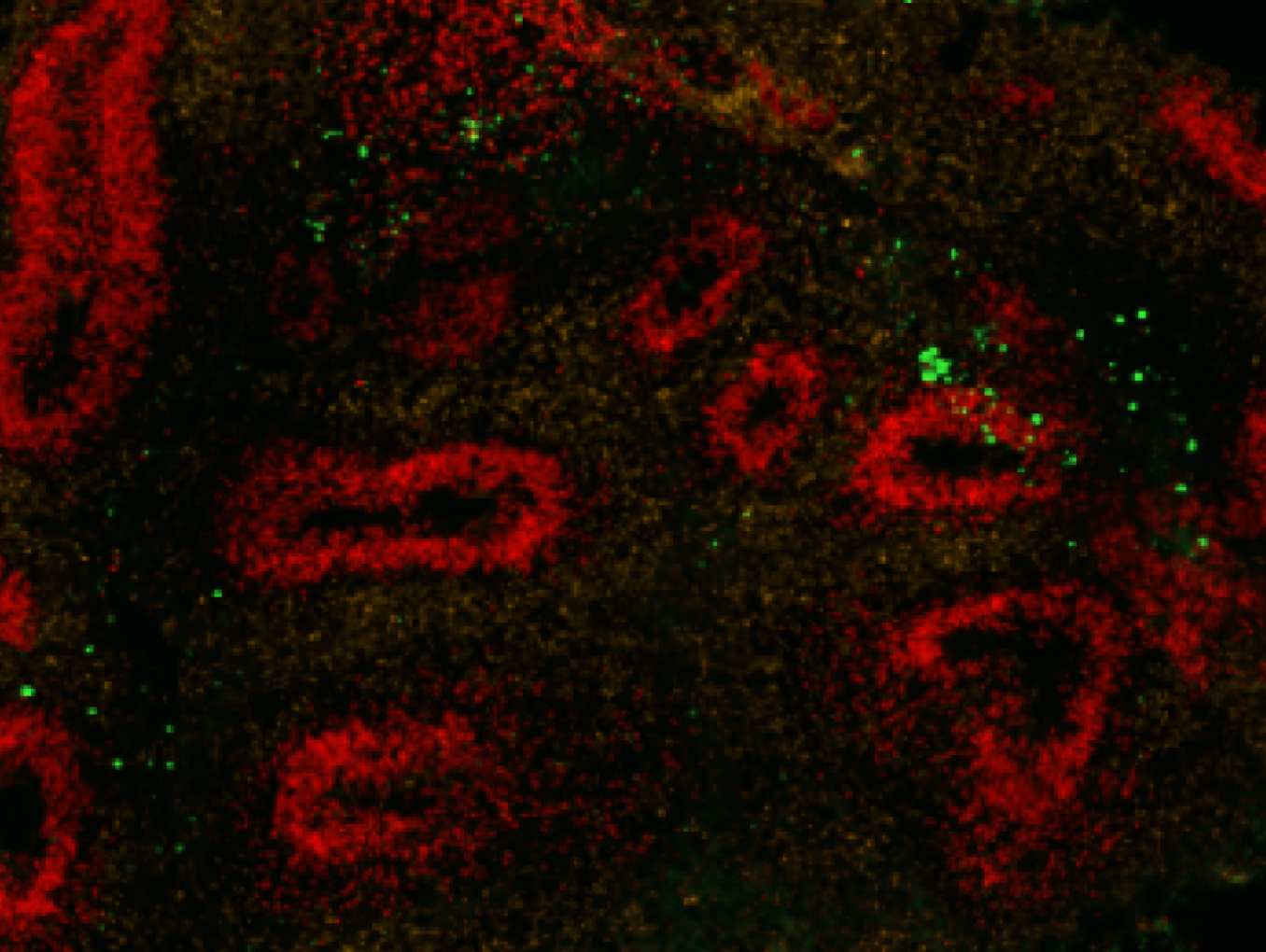 Neue Wege in der Biomedizin