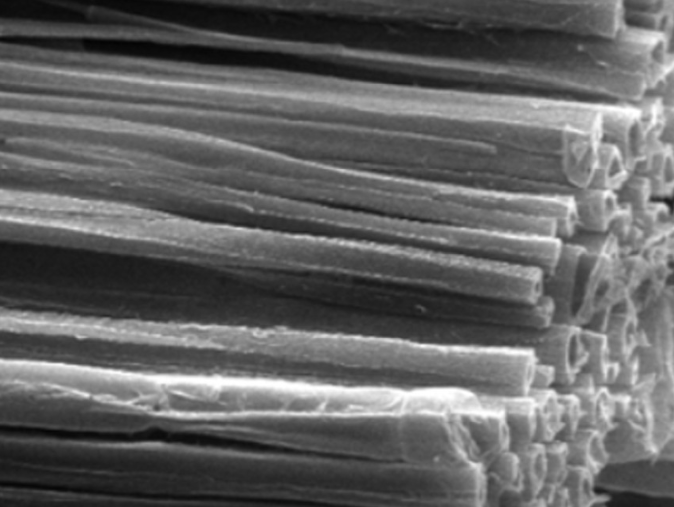 Macro photograph of cellulose fiber