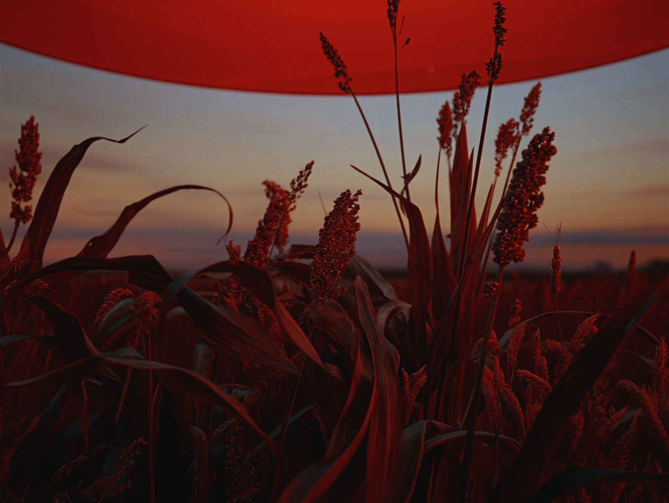 Wheat Crops