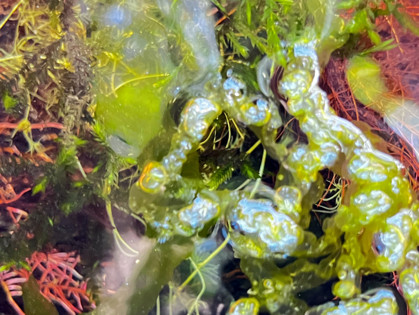 Close up photo of colourful algae