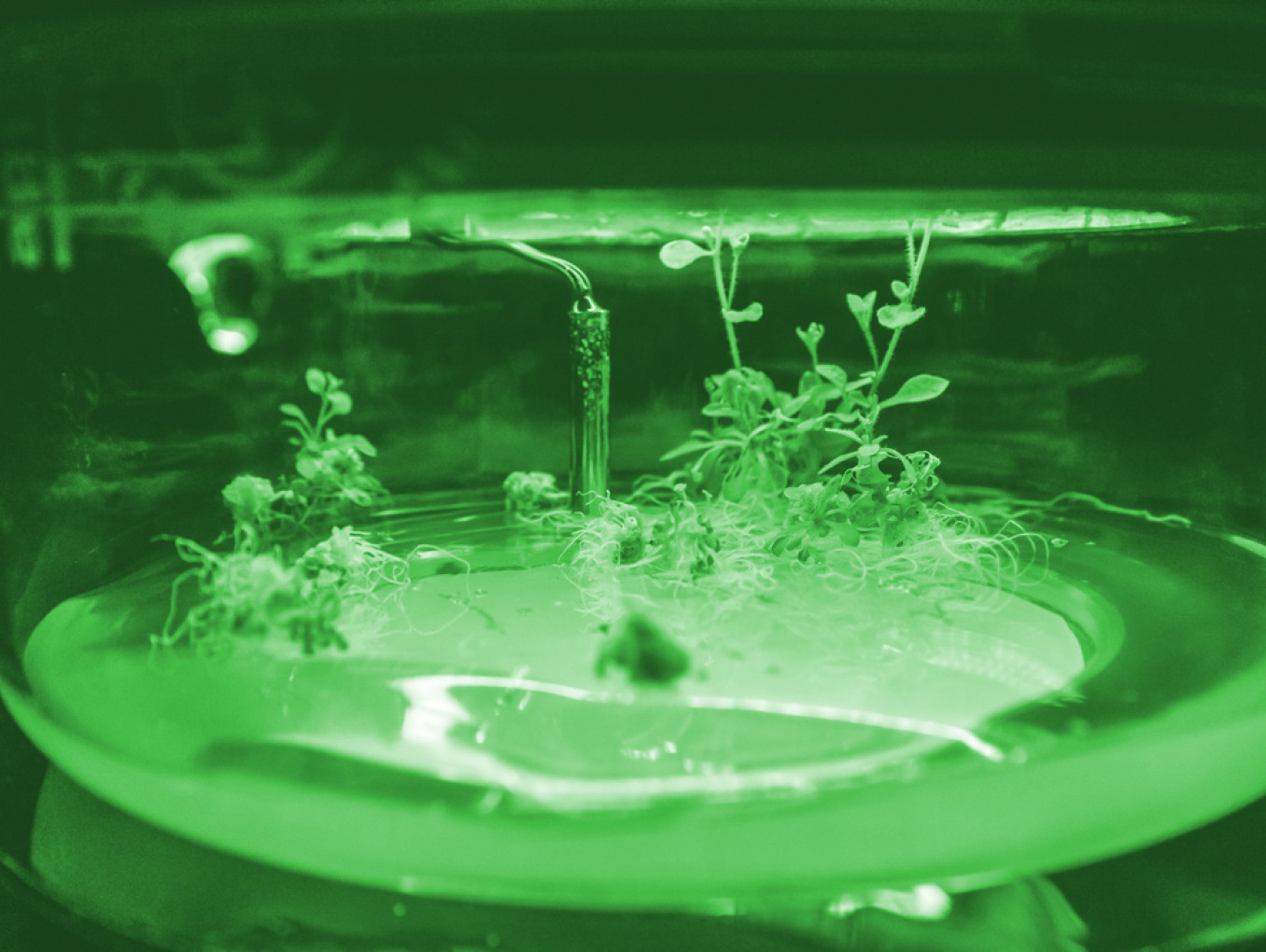 A seedlinggrowing in a Petri dish with sensor. image has a green filter