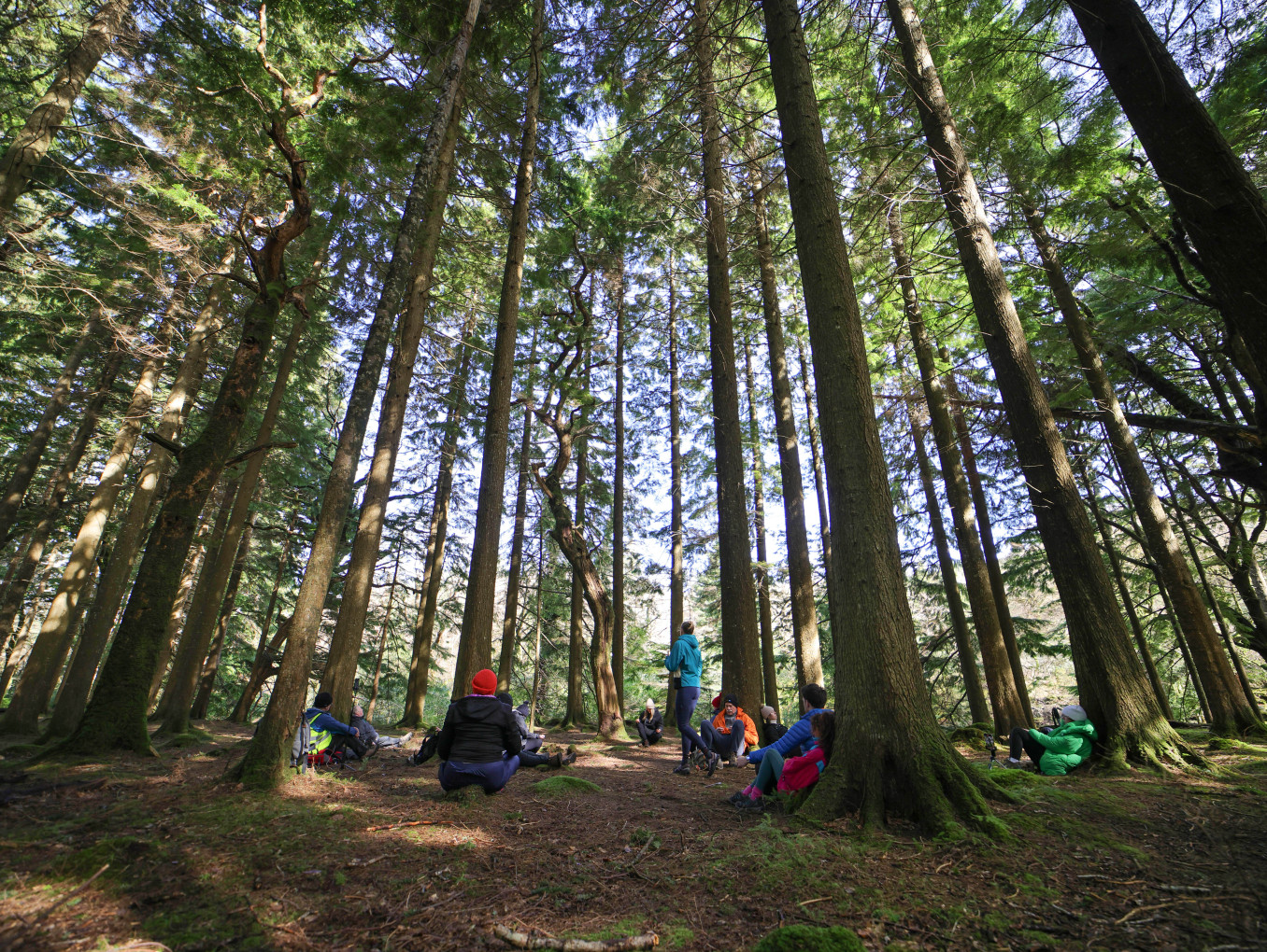 Large forest with tall trees and people sitting on the ground at the base of the trees