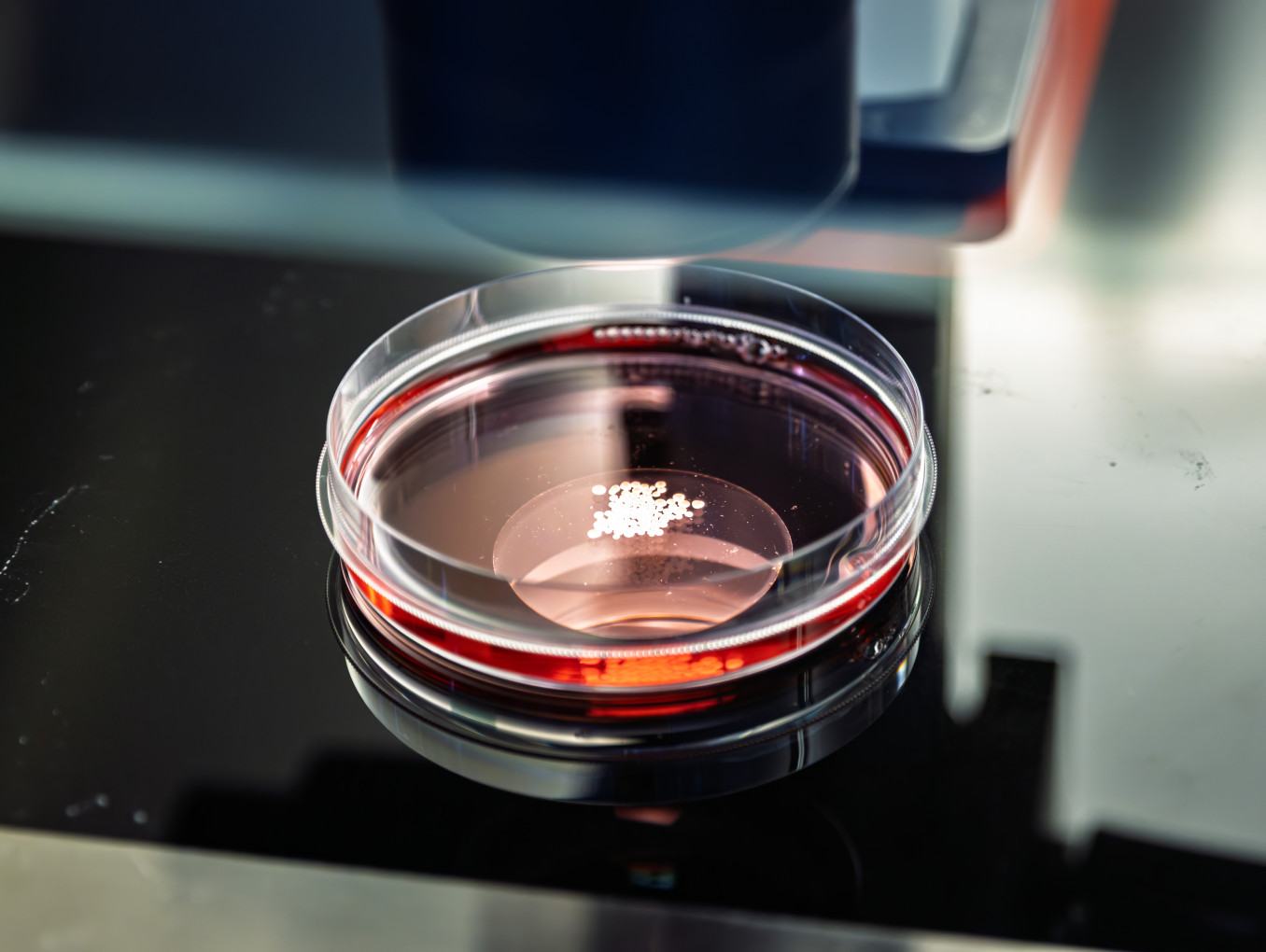 Organoids