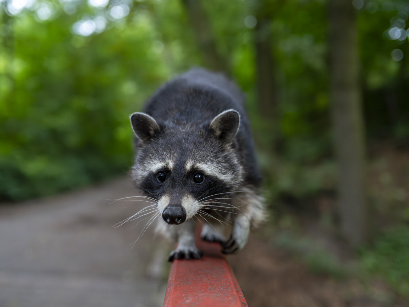 Waschbär klettert auf Zaun
