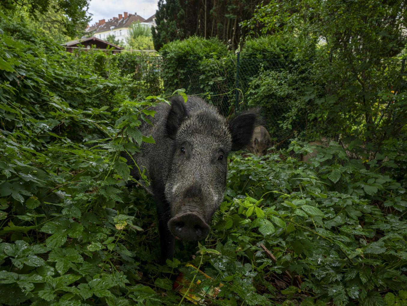Wildschwein im Grünen