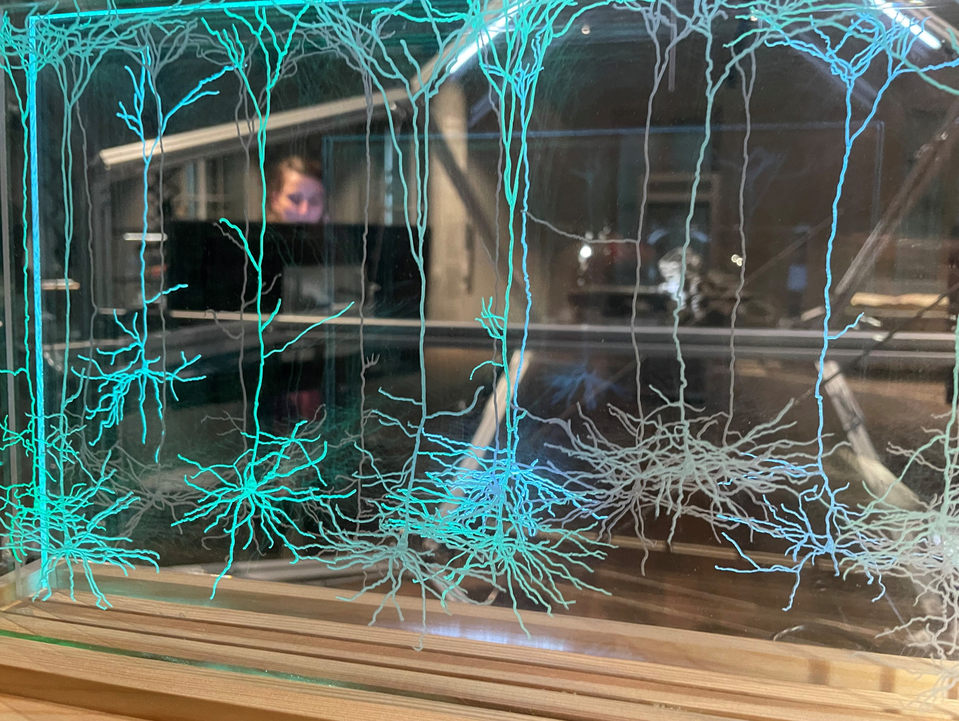 Ausstellungsobjekt zu Nervenzellen