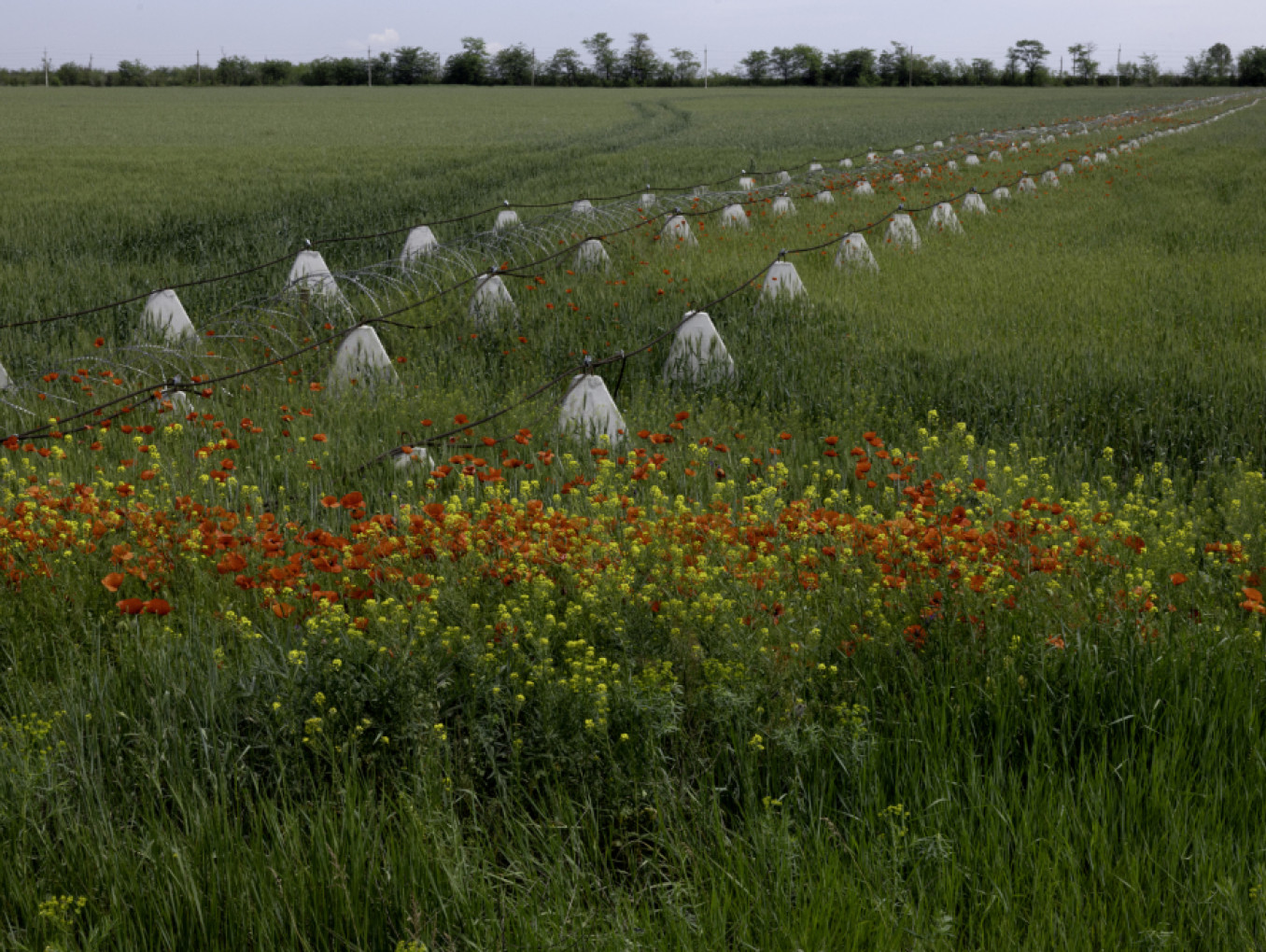 Feld mit Bewässerungsanlage