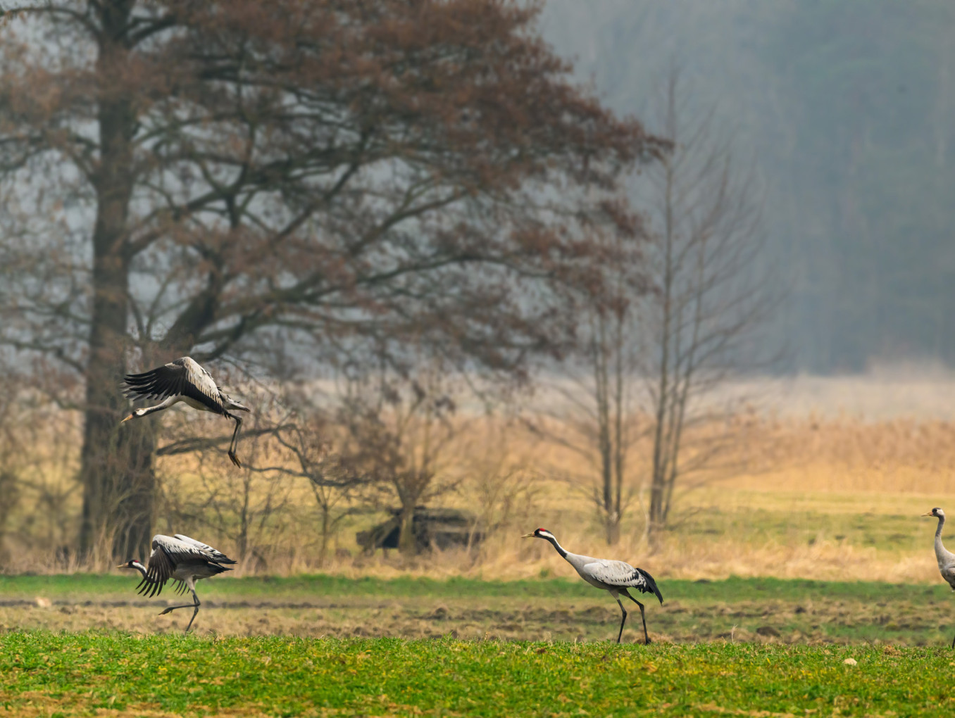 Kraniche auf einem Feld