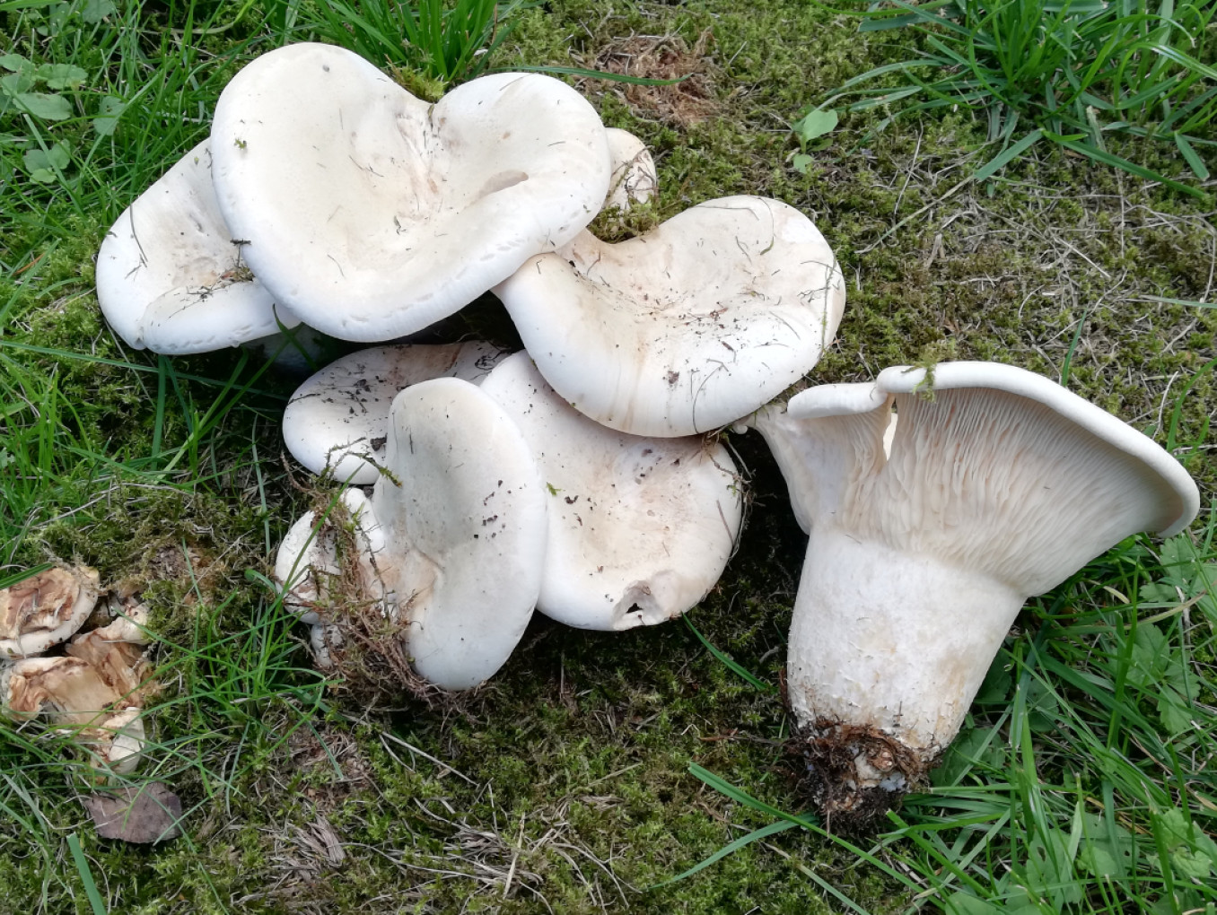Pilze