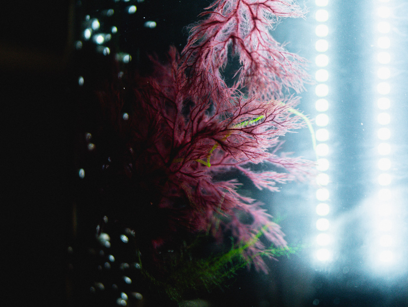 Close-up of delicate red algae growing inside a water-filled cultivation tank, illuminated by bright vertical LED lights. The algae's feathery branches contrast with the dark background, highlighting a controlled indoor growing environment.