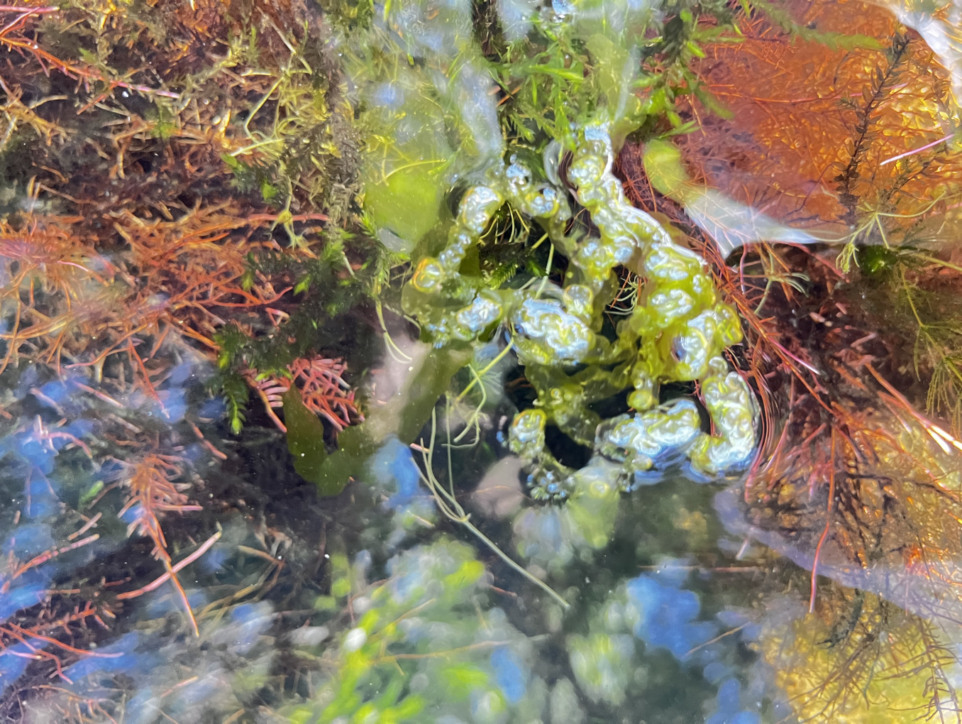 Closer to algae