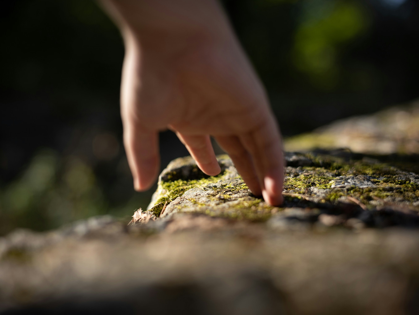 Hand touching moss from tree trunk