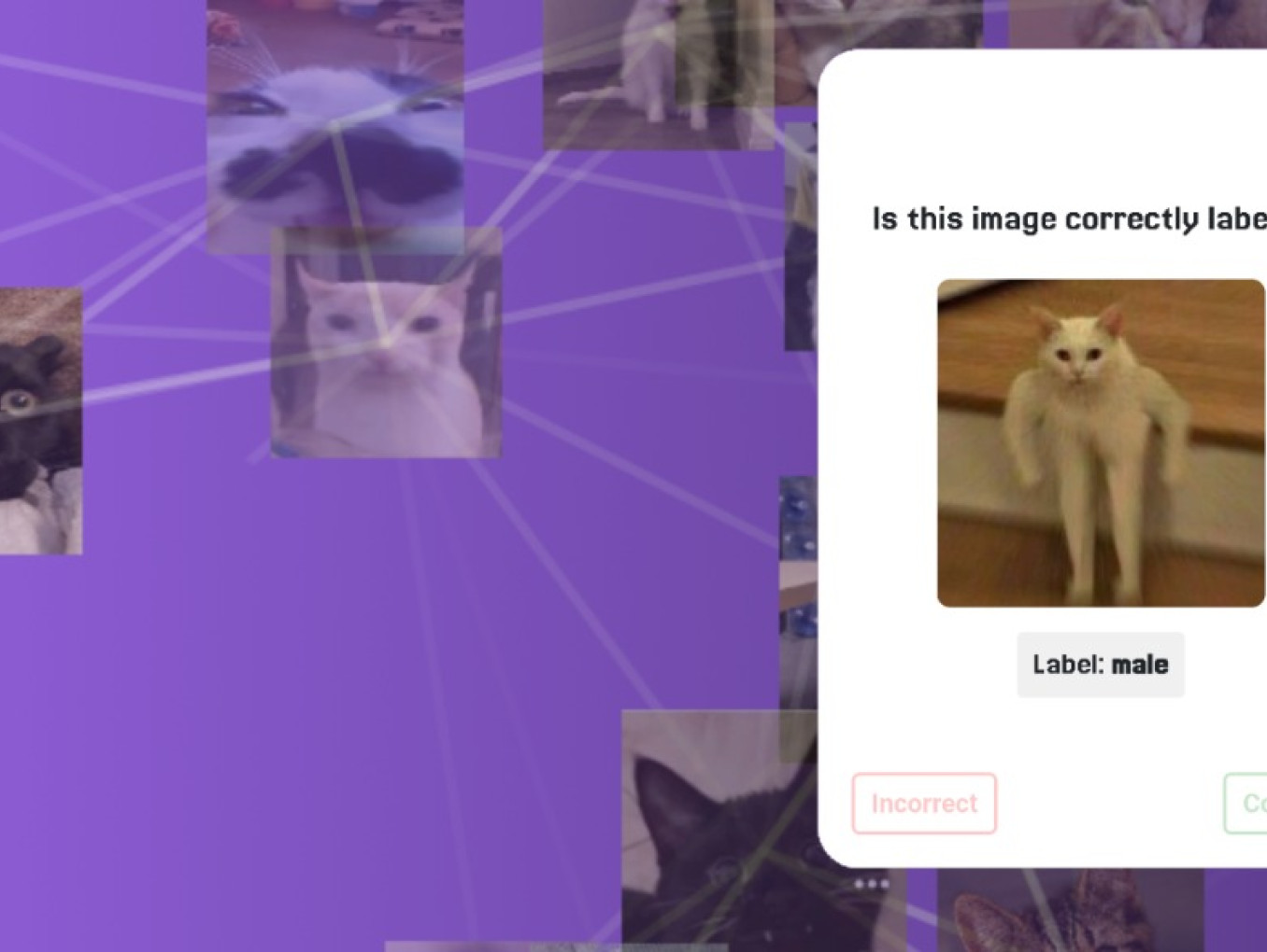 Purple banner for “Schrödinger’s Ethical Dataset,” featuring a collage of cat photos connected by network lines. Two floating cards show a cat image with the prompt “Is this image correctly labeled?”—one labeled “male” and another “fatcat.