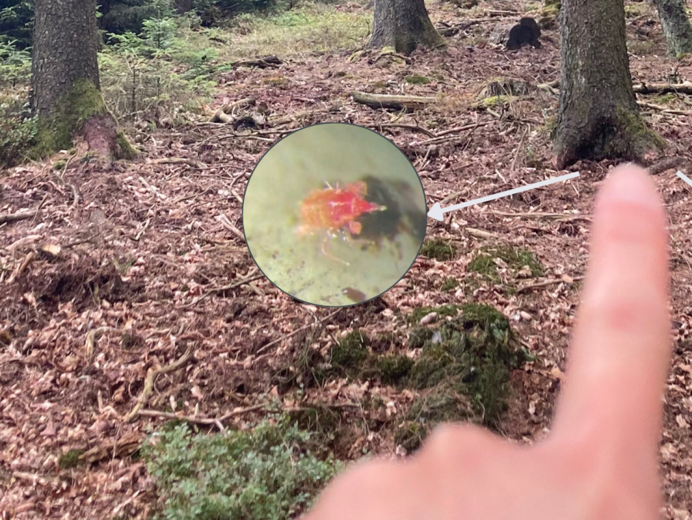 A picture of a forest with a hand pointing to the soil and two creatures found in the soil and a microscope.