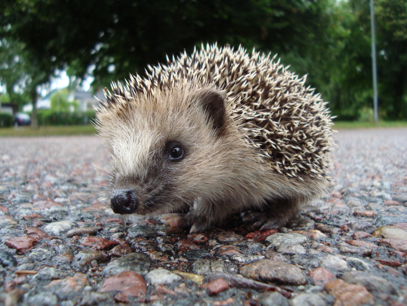 Igel