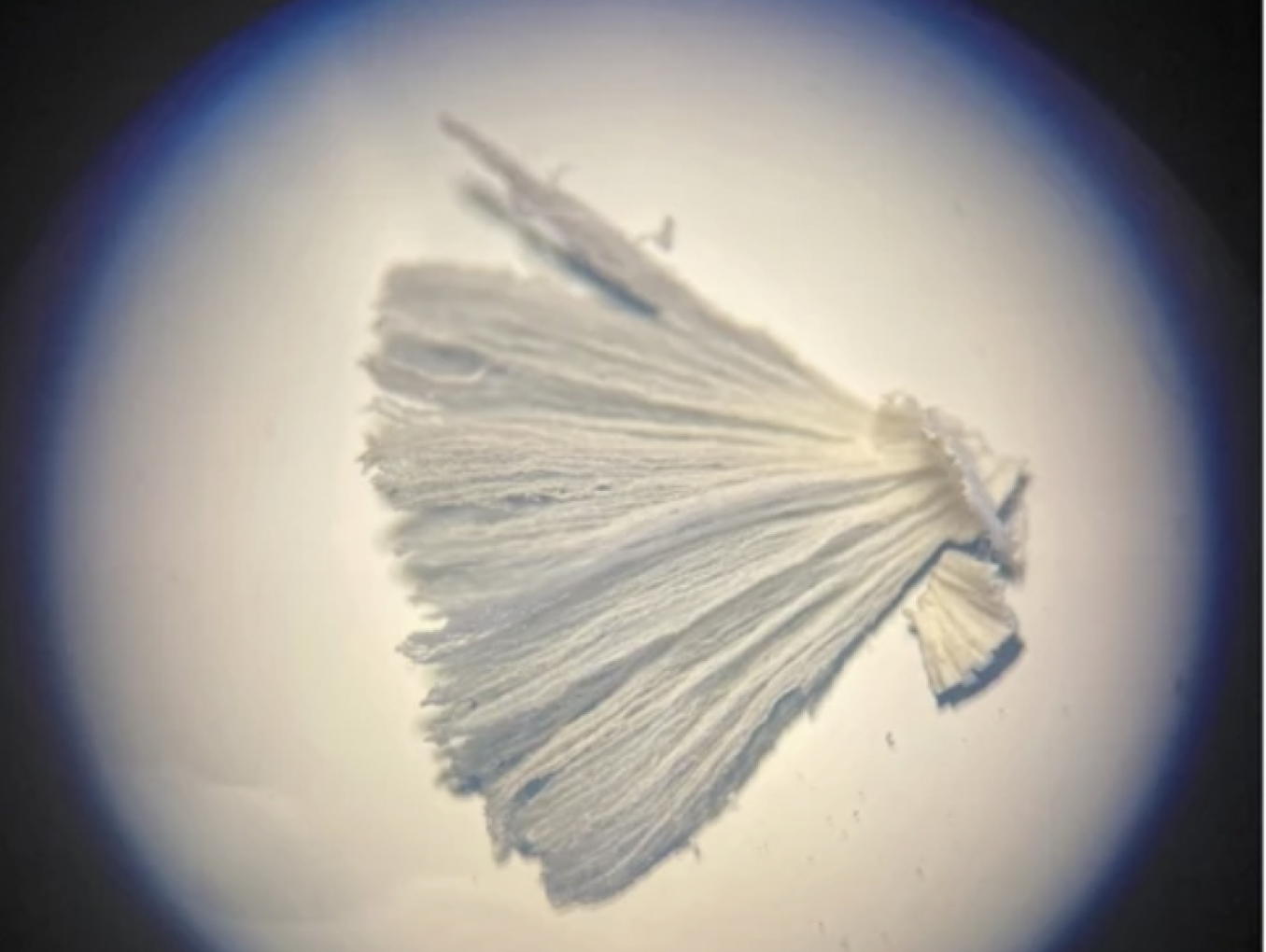 Aufnahmen mit dem Rasterelektronenmikroskop und Lichtmikroskop. Dünnschnitte, axial geschnitten, von Fichtenholz