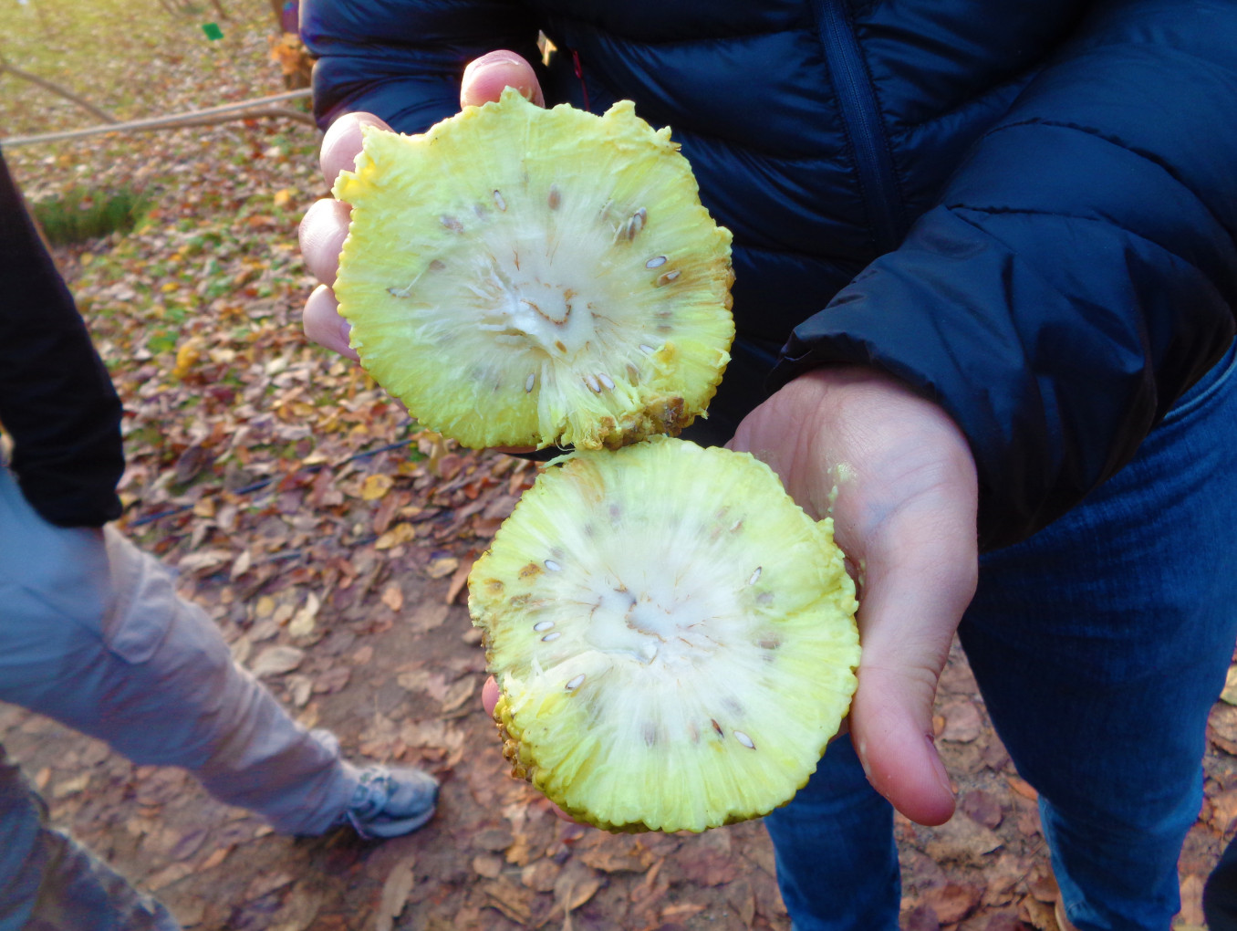 Maclura pomifera