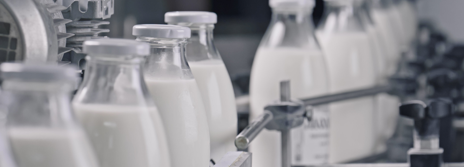 Milk in bottles on the production line