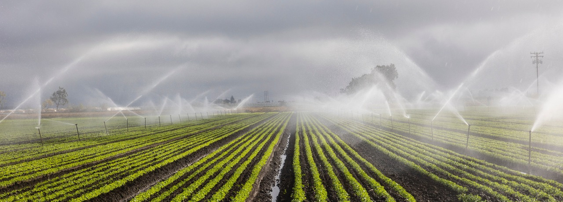 Water and Food Security