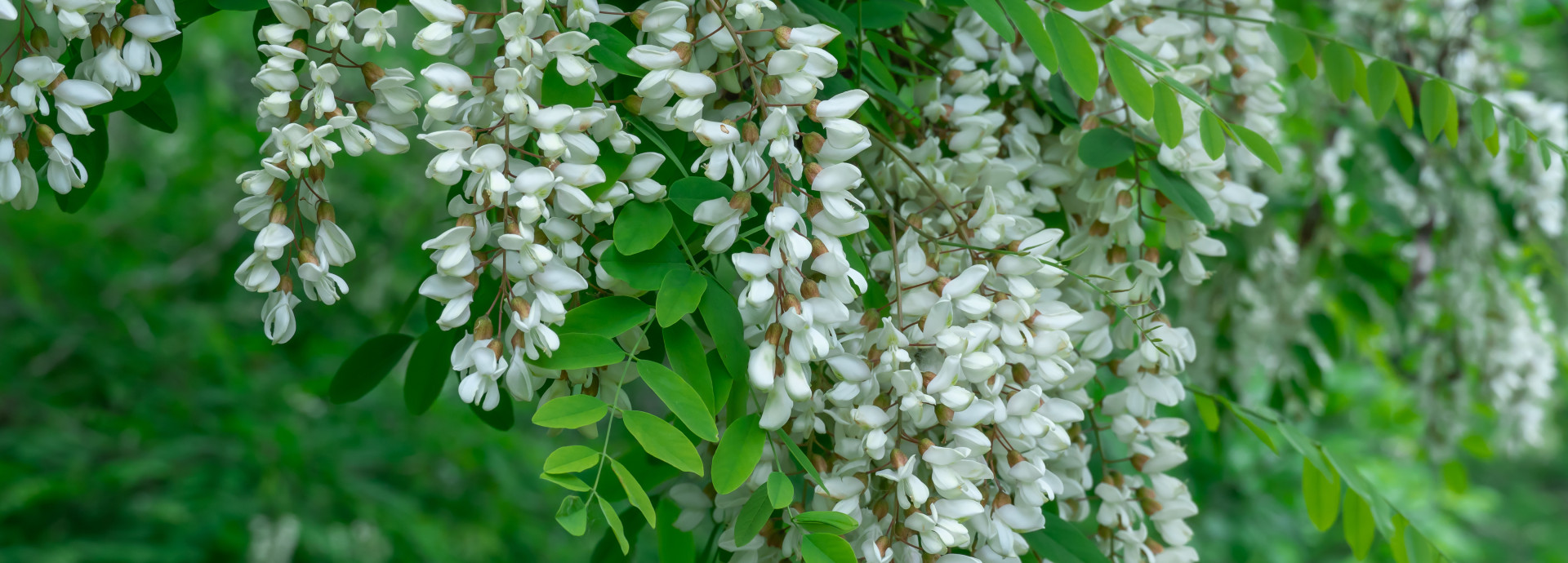 Robinia Pseudoacacia