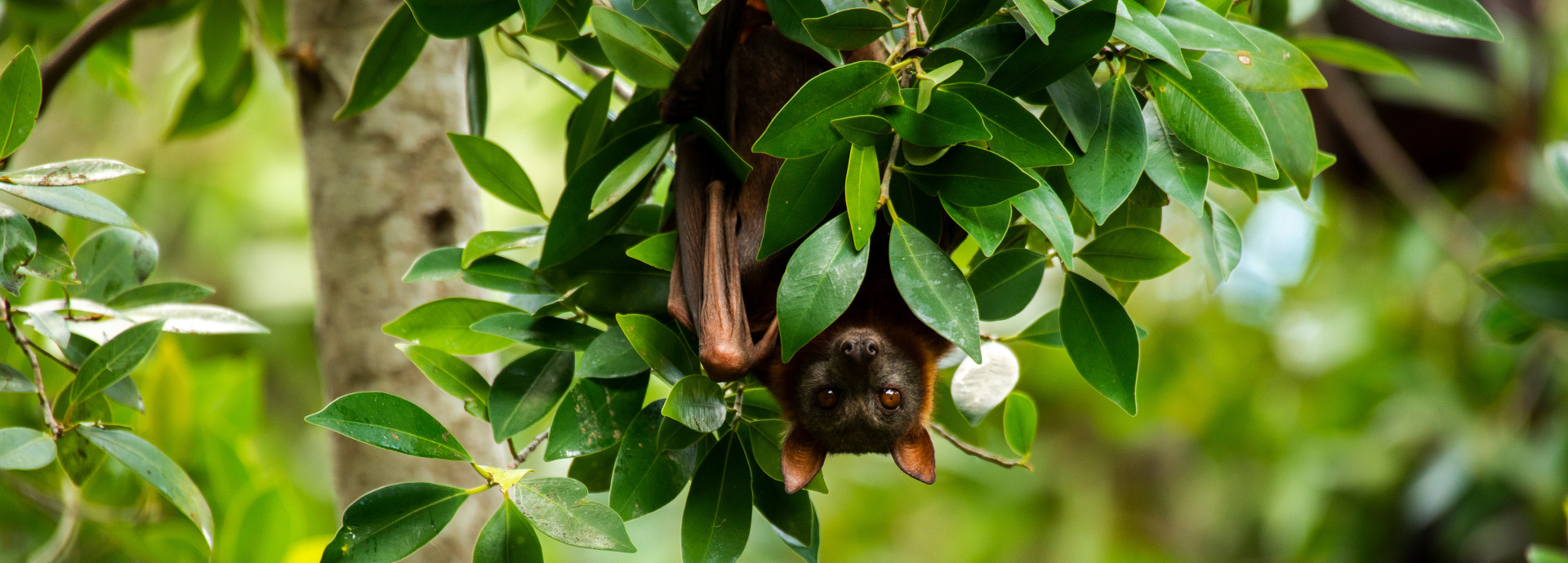 a picture of a fruit bat in a tree