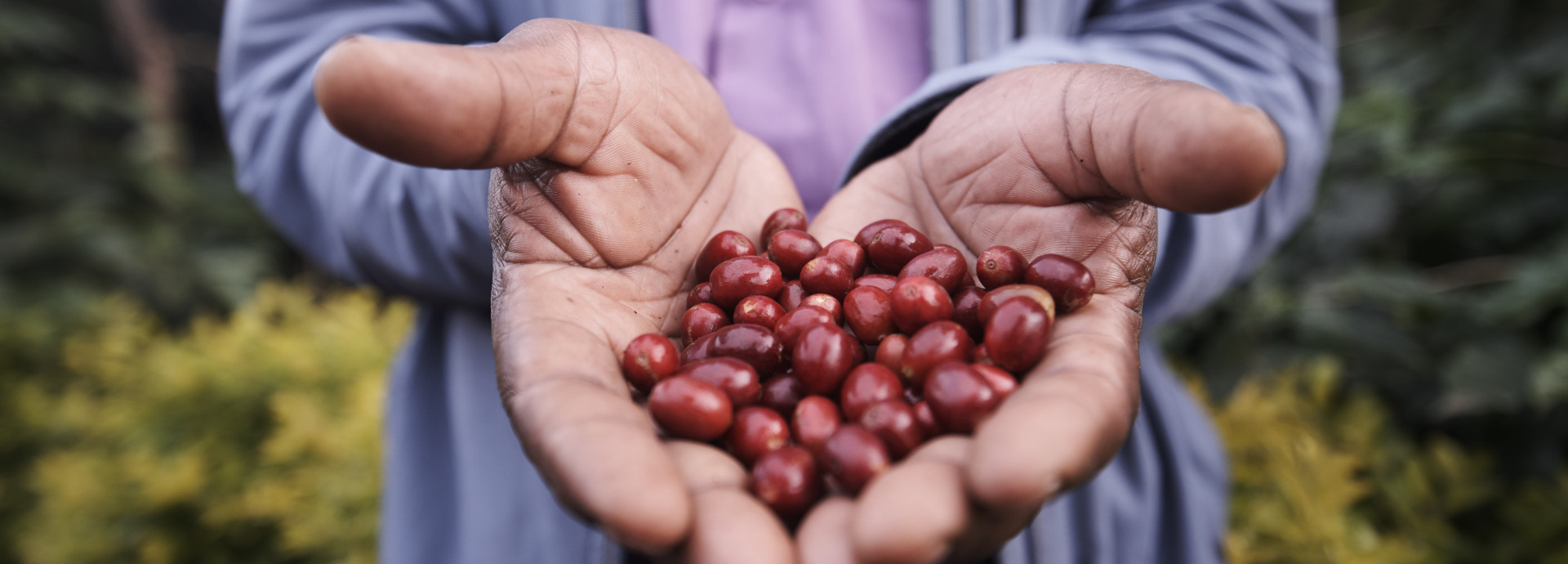 A person reaching out their hands with coffee before roasting
